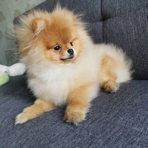 cucciolo volpino pomerania da privato