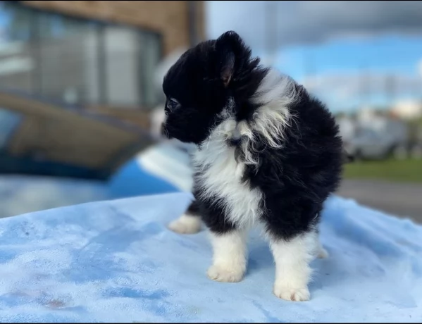 regalo cuccioli di volpinio della pomerania