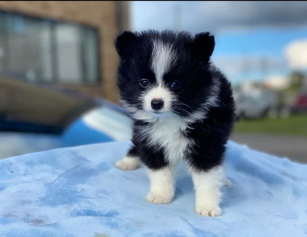 regalo cuccioli di volpinio della pomerania | Foto 0