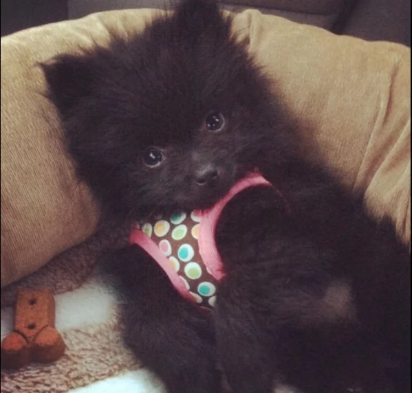 ''''''''''''offerta di cucciolo pomeranian per motivi personali,,,,,,,,,,,,,,,,,,