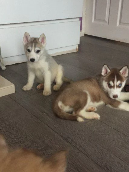  re.ga.lo cuccioli siberian husky uno maschio e femmina due cuccioli siberian husky...... i cuccioli
