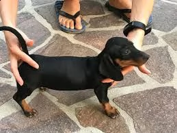 regalo adorabili cuccioli di  bassotto femminucce e maschietti disponibili per l'adozione gratuita i