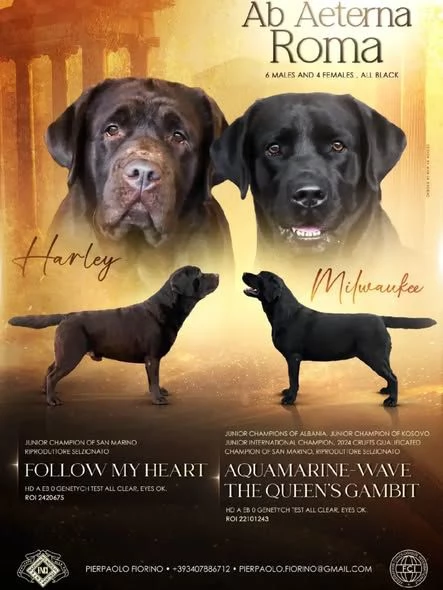 Cuccioli labrador Neri Miele e cioccolato