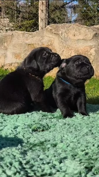 Cuccioli labrador Neri Miele e cioccolato | Foto 0