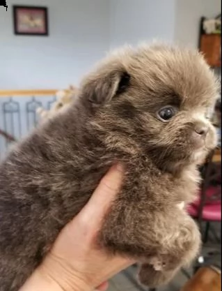incontra il mio adoriabile cucciolo. | Foto 0