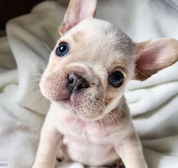 vendita bulldog cuccioli di altissima genealogia vaccinati | Foto 0