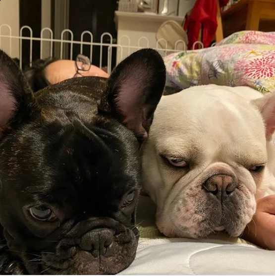 regalo bulldog cuccioli con pedigree