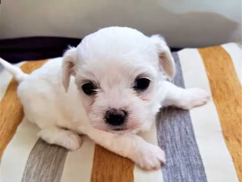 delicatamente e adorabili cuccioli di maltese femminucce e maschietti disponibil | Foto 0