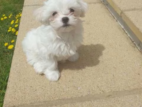 delicatamente e adorabili cuccioli di maltese femminucce e maschietti disponibil
