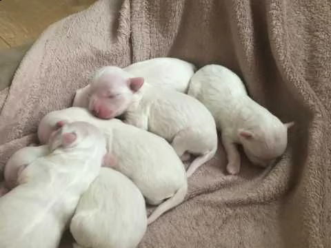 affascinante cucciolo maltese per regalo | Foto 0