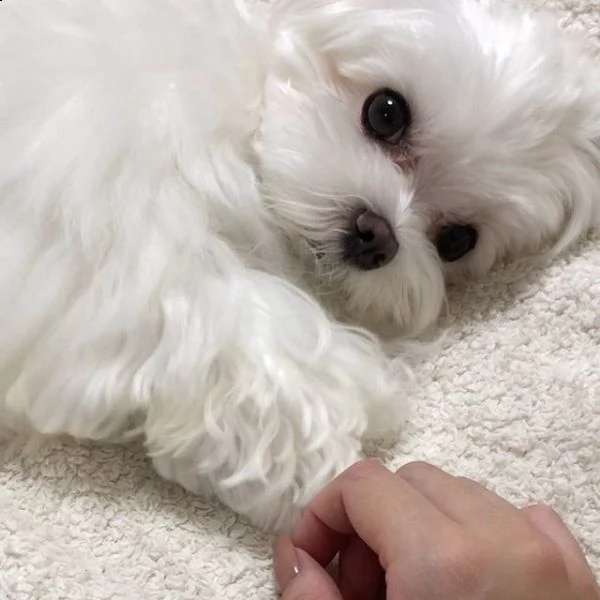 cucciolo maltese disponibile per il regalo