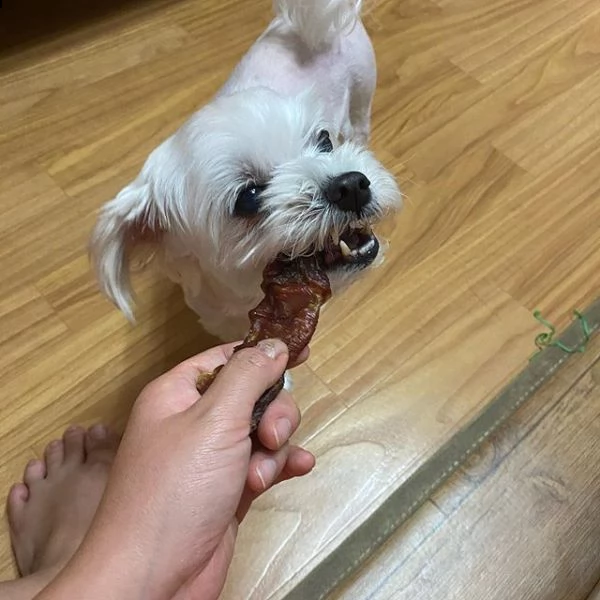 cucciolo maltese disponibile per il regalo | Foto 0