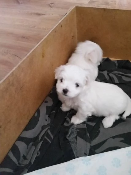 cucciolo maltese di razza per regal | Foto 0