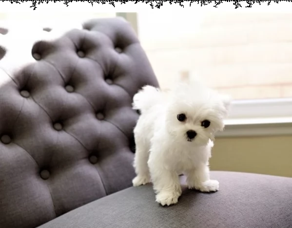 ,,,regalo cuccioli maltese in bianco e nero per l'adozione,,,