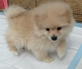 cucciolo di pomerania di 2 mesi per regalo | Foto 0