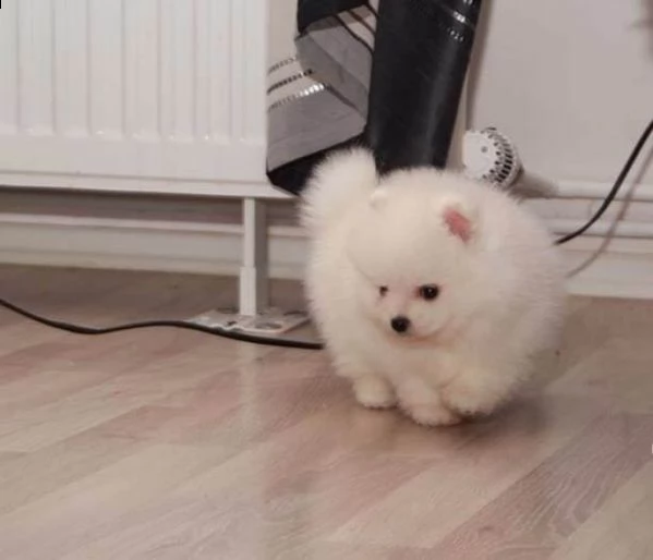 cucciolo pomeranian addestrato a casa per regalo
