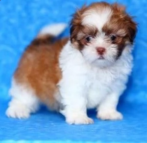 beautiful imperial shih tzu puppies | Foto 0