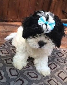 cuccioli shih tzu per adozione gratuita