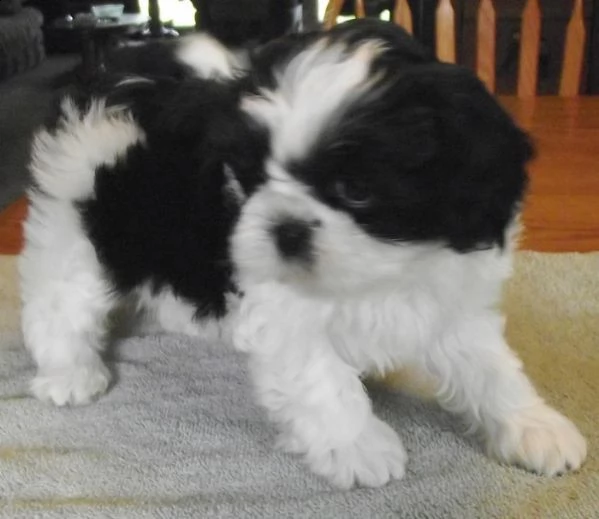 cuccioli shih tzu per adozione gratuita | Foto 0