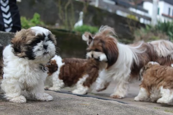 bellissimi cuccioli di shih tzu imperiali per adozione gratuita