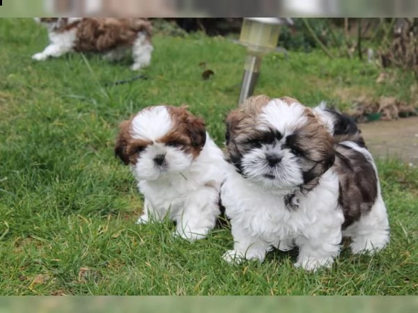 bellissimo shih tzu imperiale per l'adozione gratuita | Foto 0