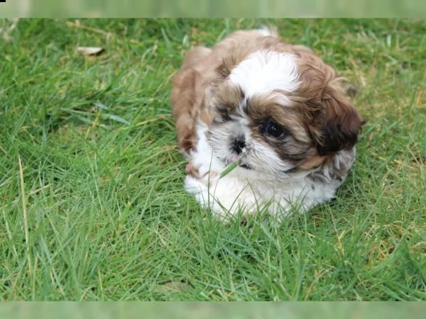 bellissimo shih tzu imperiale per l'adozione gratuita