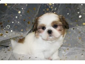 cuccioli shih tzu per adozione gratuita