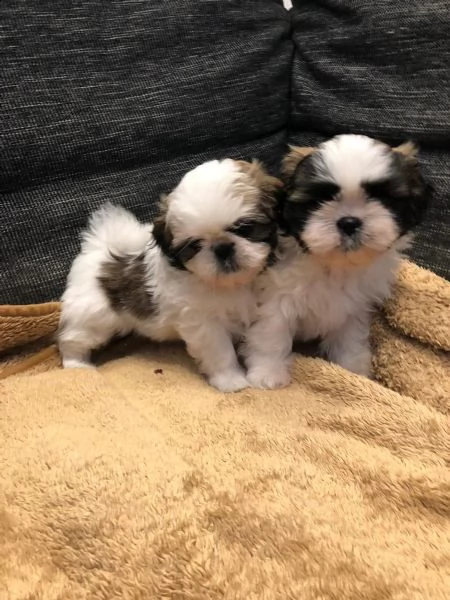 cuccioli di shih tzu