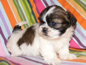 cuccioli di shih tzu | Foto 0