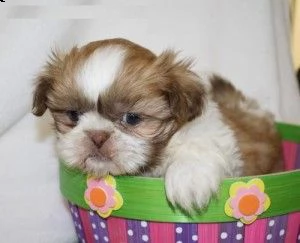 cuccioli shih tzu pronti per l'adozione