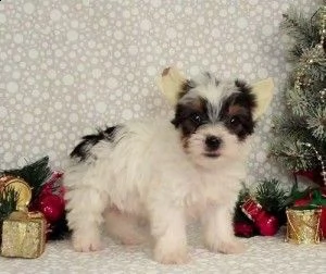 cuccioli shih tzu pronti gratuitamente