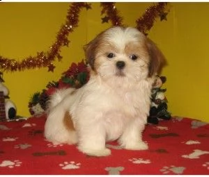 cuccioli shih tzu pronti gratuitamente | Foto 0
