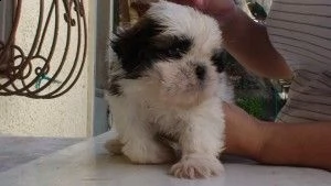 cuccioli shih tzu pronti per l'adozione gratuita | Foto 0