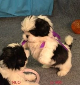 cuccioli shih tzu pronti per l'adozione gratuita pronti | Foto 0