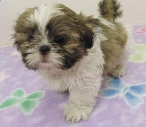 cuccioli shih tzu pronti per l'adozione gratuita ora