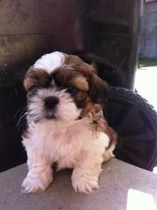 cuccioli shih tzu pronti per l'adozione gratuita ora | Foto 0