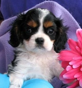 incredibili cuccioli di shih tzu