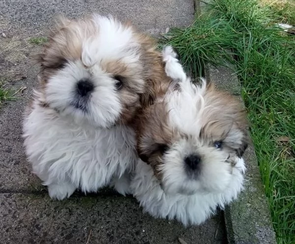 fantastici cuccioli di shih tzu in adozione gratuita