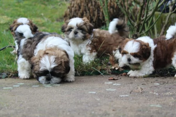 fantastici cuccioli di shih tzu in adozione gratuita | Foto 0