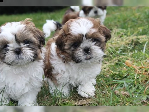adorabili cuccioli di shih tzu gratis | Foto 0