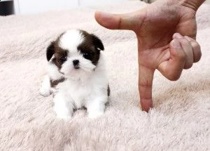 adorabili cuccioli di shih tzu | Foto 0