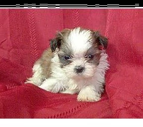 adorabili cuccioli di shih tzu pronti gratuitamente