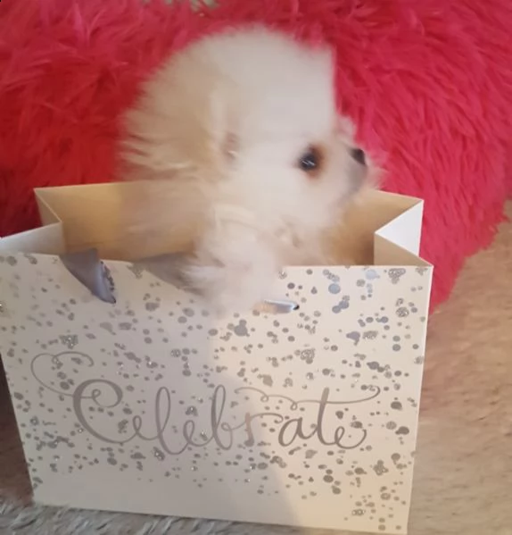 bellissimi cuccioli di pomerania disponibili