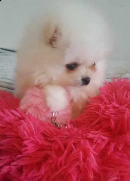 bellissimi cuccioli di pomerania disponibili | Foto 0