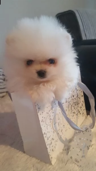 bellissimi cuccioli di pomerania