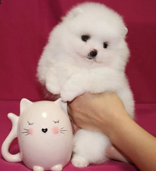 bellissimi cuccioli di pomerania gratis