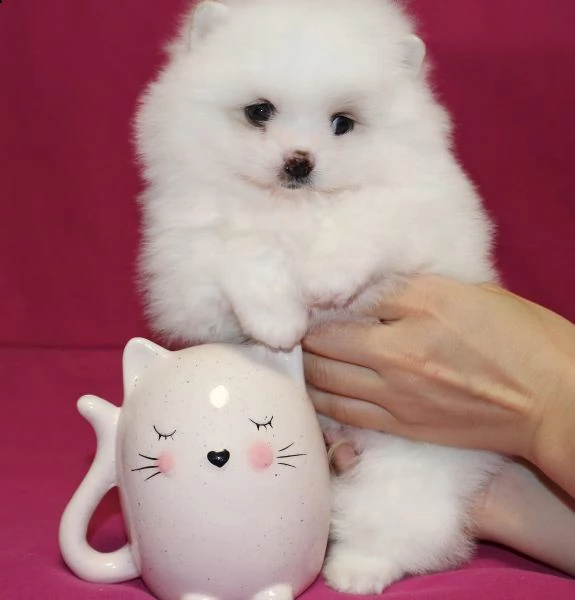 bellissimi cuccioli di pomerania gratis | Foto 0