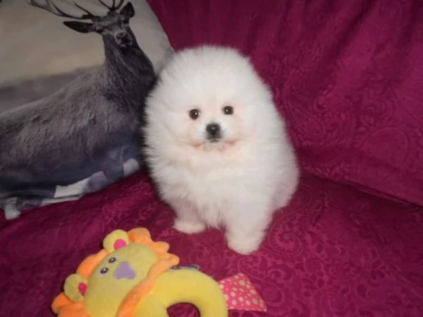 bellissimi cuccioli di pomerania in adozione gratuita