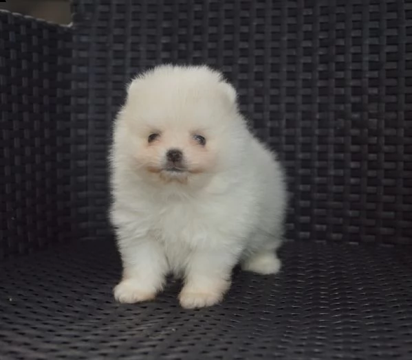 bellissimi cuccioli di pomerania per l'adozione