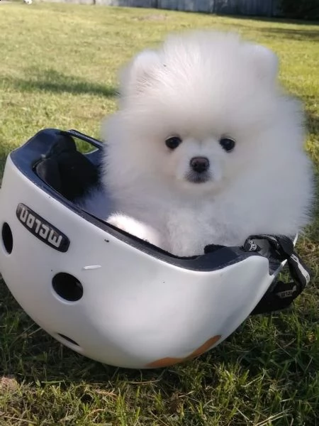 bellissimi cuccioli di pomerania per l'adozione | Foto 0